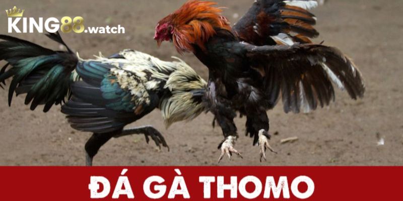 Đá gà Thomo 