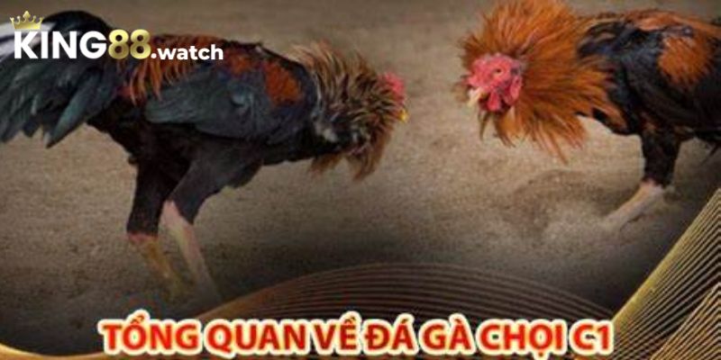 Giải đá gà chọi C1