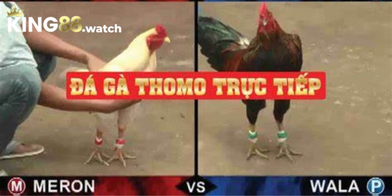 Quy định thi đấu và đặt cược đá gà Thomo