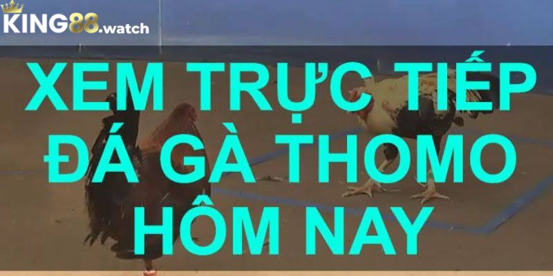 Đá Gà Trực Tiếp Thomo Hôm Nay Cực Hấp Dẫn Dành Cho Người Chơi