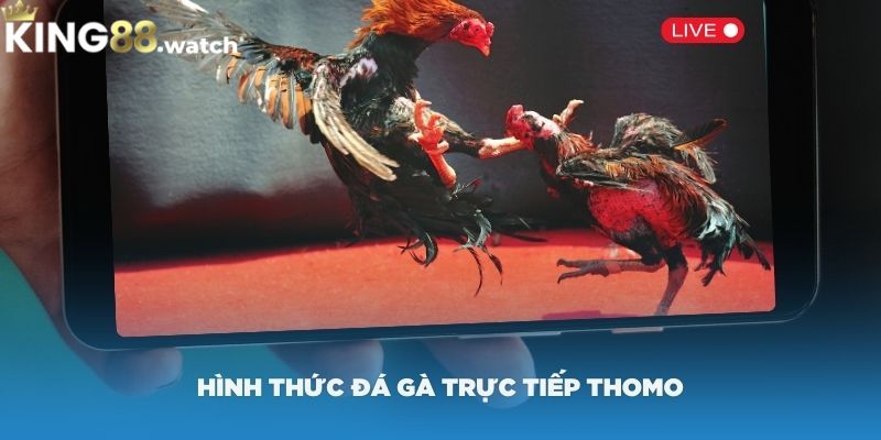 Hình thức đá gà trực tiếp thomo hôm nay hấp dẫn 