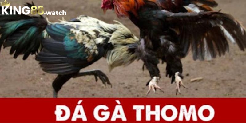 Luật chơi đá gà trực tiếp thomo hôm nay